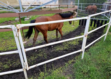 Hamle yapmak yerden gelen bir atla çalışmanın bir yoludur. Bir atın dairedeki hareketi uzun bir halatla yapılan hamleyle tanımlanır. Hamlenin bir ucu elinde tutulur, bir yüzük ya da içinde.
