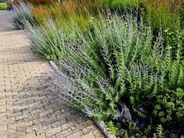 Rus adaçayı, çiçekli bir bitkisel bitki ve çalılıktır. Daha önce Salvia üyesi olmamasına rağmen, yaygın olarak 