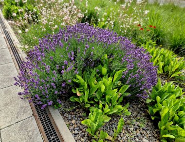 Yamaç parkında merdivenleri olan teraslar. Taş, hafif taşlı duvarlar içeriyor. Uzun ömürlü mavi lavanta ve pembe güller duvarın kenarında yetişir. Çimenler ve çakıl yolları, yol, patika, kale