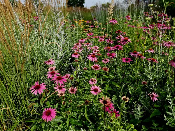 stock image perennial flower bed with a predominance of purple in the garden and parks with bulbs