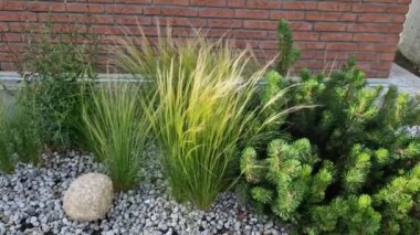 grass bed on the promenade. on the edge of the flower bed are pillar lamps with a beveled top. striped pavement on the promenade. grasses have dry stems like hair