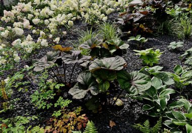 Uzun ömürlü çam ağaçları, gri granit kayalar, saman kabuğu ve çakıl taşlarıyla süslemeli çiçek yatağı park yeri alışveriş merkezinin yanındaki şehir merkezinde..