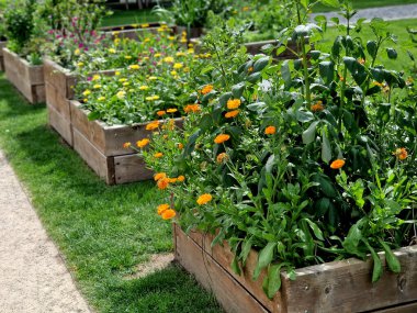 Manastır bahçesindeki şatoda ahşap çerçeveli ot yatakları. Otlarla dolu dikdörtgen çiçek tarhı ve parlak renkli park yolları. Kesilmiş boxwood çitlerini korudum. Eğitim, okul, bahçıvanlık.