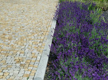 Yamaç parkında merdivenleri olan teraslar. Taş, hafif taşlı duvarlar içeriyor. Uzun ömürlü mavi lavanta ve pembe güller duvarın kenarında yetişir. Çimenler ve çakıl yolları, yol, patika, kale