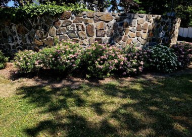 an old stone wall is being reconstructed between the two plots. the stones are dismantled and re-glued to the cement mortar. stonemason builds a wall in the park. the joints are repaired and the bush