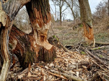 Castor fiber kunduzu avrupa 'nın ağaçlarını kemiren dişleri kemiren gövdeleri ağaç kabuklarını yer ve ayrıca hendek göletinde devrilmiş kavak ağaçlarının olduğu çukurlar inşa eder.