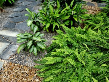 Kapalı alanda düz taş yolu olan tropik bir bitki yatağı. Ormanı, eğrelti otunu, lüks oteli, lobiyi, teras bahçesini taklit eden bir serada çeşitli çiçek yaprakları.