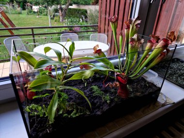 Böcekleri kapana kıstırmak için nektarlı ve dudağının etrafında kaygan ayaklı sürahiler kullanırlar.