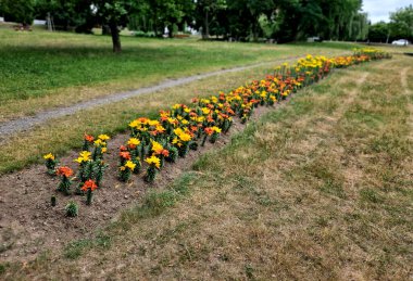 Şeritlerin içine doğrudan çimlerin üzerine yerleştirilmiş ampuller. Süslü bir park için ucuz ve etkili bir çözüm. Zambak