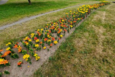 Şeritlerin içine doğrudan çimlerin üzerine yerleştirilmiş ampuller. Süslü bir park için ucuz ve etkili bir çözüm. Zambak