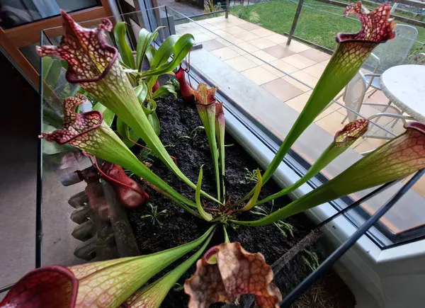 stock image trap insects using pitchers with nectar and slippery footing around the lip