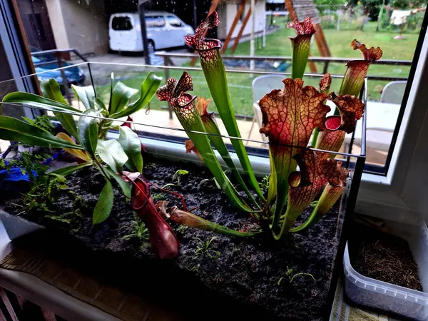 stock image trap insects using pitchers with nectar and slippery footing around the lip