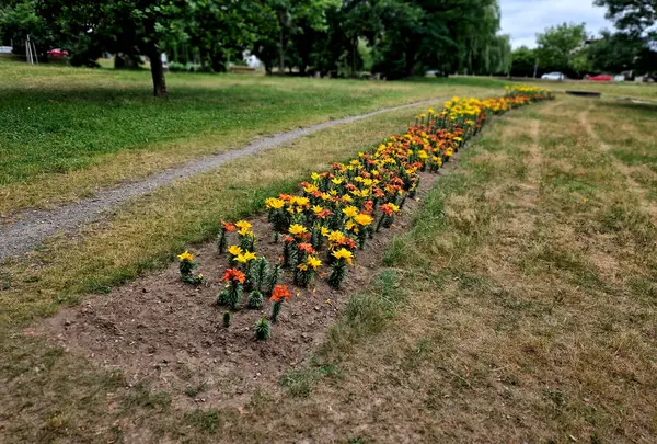 Şeritlerin içine doğrudan çimlerin üzerine yerleştirilmiş ampuller. Süslü bir park için ucuz ve etkili bir çözüm. Zambak