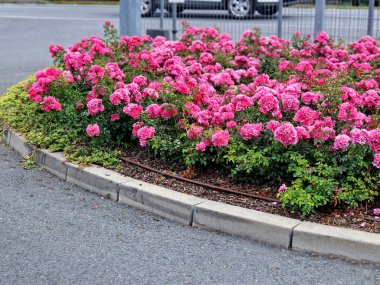Zemin kaplamalı güller küçük düşük büyüme ile karakterize edilir. Başlangıçta filizler dik olabilir, ama kısa sürede yüzeye yayılır ve bazen daha uzun uzanan filizler oluşturur..