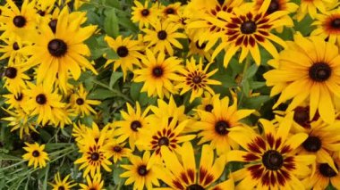 Adam çiçekçi dükkanı için rudbeckias topluyor. Vazo ya da puget için yaz süslemesi