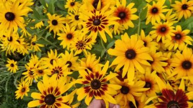 Adam çiçekçi dükkanı için rudbeckias topluyor. Vazo ya da puget için yaz süslemesi