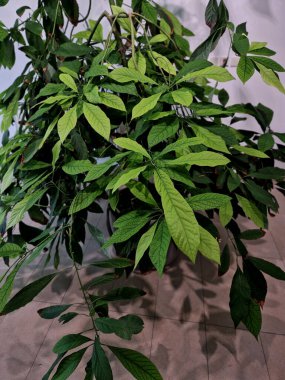 Avokadolar Meksika 'nın güneyinden And bölgelerine kadar batı yarımküreye özgüdür ve sıcak iklimlerde yaygın olarak yetişir. Avokado meyvelerinin tereyağı kıvamında yeşilimsi ya da sarımsı etleri vardır. 