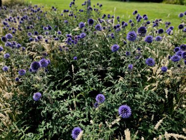 Echinops ritro is a tall bushy perennial Whitethorn grows to a height of about 80 cm. gray-green prickly leaves. It draws in the winter and bounces again in the spring. blooms purple-blue spherical clipart