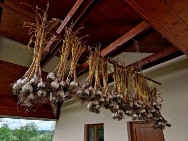 drying kitchen garlic in a bundle under the barn roof. hanging roots down. white peels protect onions. the chef uses it in meals clipart