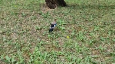 Beyaz bir boğazın her iki tarafında siyah çizgili pembe kahverengi tüyleri üst kanadında parlak mavi bir paneli ve siyah bir kuyruğu vardır.