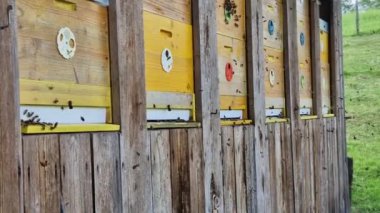 Arı kovanlarına yakın bir ziyaret. İnsanlar ona iğnelerle saldıracak kadar yaklaşmamalı. Kötü bir deneyim çocukları caydırır, özellikle de çocukları.