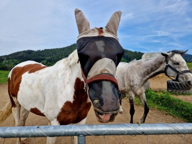 protective mask for the horse's head. protects against insect bites and irritation very strongly. annoying flies crawl into the eyes and nostrils. horse's mouth