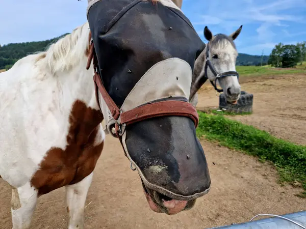 stock image protective mask for the horse's head. protects against insect bites and irritation very strongly. annoying flies crawl into the eyes and nostrils. horse's mouth