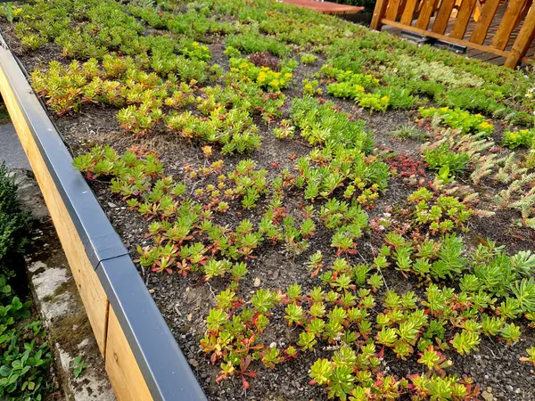 stock image roof of a garden house or cottage with a flat, undemanding green roof with succulents and colorful rock gardens. park roof by the road above the pond, overgrown with greenery, garage