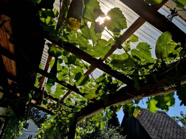 Ahşap pergola ve pleksiglass çatılı teras. Sarmaşıklar geriliyor, kirişlerin altında sürünüyorlar. Bahçe ya da park. Alkolsüz duvar şarabı bölgesinde oturuyor. Kırsal restoran Fransa, kiriş, ev, masa 