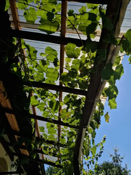 Stock image terrace with wooden pergola and plexiglass roof. vines are straining, crawling under the beams. garden or park. sitting with dry wall wine region. restaurant countryside france, truss, home, table 