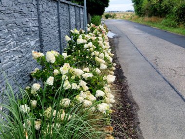 Koyu gri beton çit boyunca bir sırada, yol kenarında beyaz çiçekli ortanca çalıları yetişiyor.