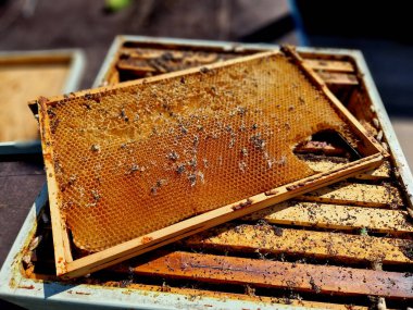 Balmumu bigudileri arılar tarafından iyi kontrol edilen bir kovanda oluşur, genellikle hiç şansı yoktur. Saldırılar arıların işgali altında değil. Koyu tarakları depolamaktan kaçının. Bu şekilde, sadece riskleri azaltmakla kalmayacaksın. 