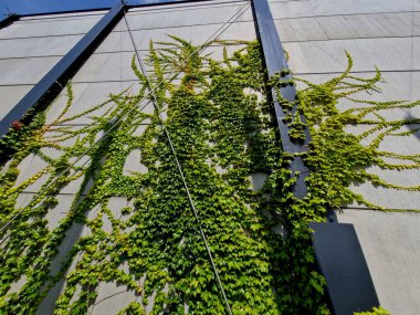 Yaprakların ucundaki klipslerle sarmaşıklar düzgün beton duvarlarda büyür. Hedefler her yüzeye yapışır. Çitin gri duvarı, sarmaşığın rastgele dallarıyla süslenmiş.