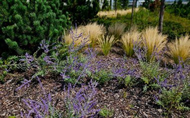 The dry leaves of the grass curl in the wind and look like hair. lawn and several trees. flowerbed with sheet metal curb and light marble, limestone mulch gravel. modern park in autumn clipart