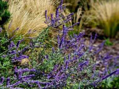 Çimenlerin kuru yaprakları rüzgarda kıvrılır ve saçlara benzer. Çimenler ve birkaç ağaç. Metal kaldırım taşı, hafif mermer ve kireçtaşından çakıl taşları olan bir çiçek tarlası. Sonbaharda modern park