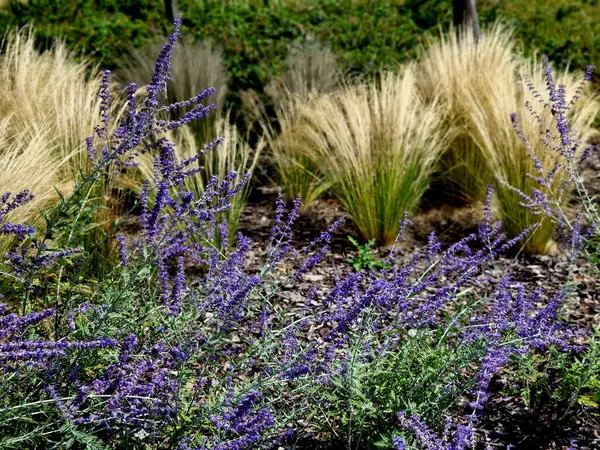 stock image The dry leaves of the grass curl in the wind and look like hair. lawn and several trees. flowerbed with sheet metal curb and light marble, limestone mulch gravel. modern park in autumn