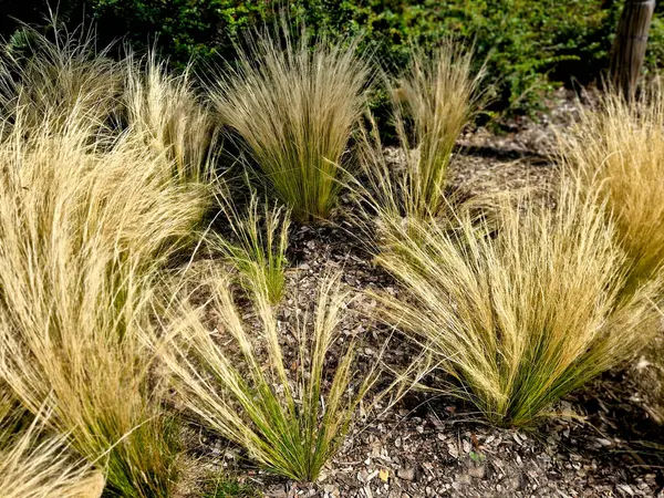 stock image The dry leaves of the grass curl in the wind and look like hair. lawn and several trees. flowerbed with sheet metal curb and light marble, limestone mulch gravel. modern park in autumn