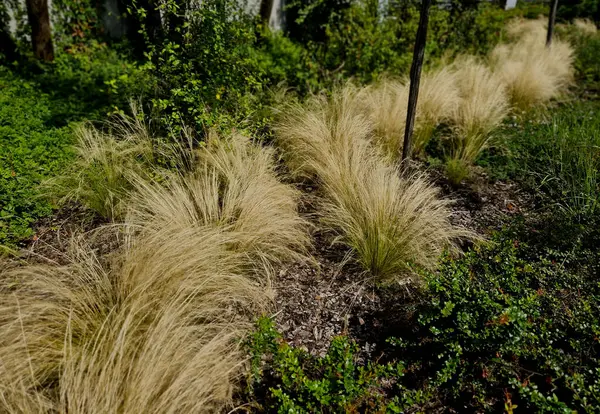 stock image The dry leaves of the grass curl in the wind and look like hair. lawn and several trees. flowerbed with sheet metal curb and light marble, limestone mulch gravel. modern park in autumn