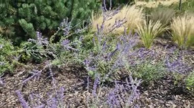 Çimenlerin kuru yaprakları rüzgarda kıvrılır ve saçlara benzer. Çimenler ve birkaç ağaç. Metal kaldırım taşı, hafif mermer ve kireçtaşından çakıl taşları olan bir çiçek tarlası. Sonbaharda modern park