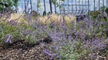 Çimenlerin kuru yaprakları rüzgarda kıvrılır ve saçlara benzer. Çimenler ve birkaç ağaç. Metal kaldırım taşı, hafif mermer ve kireçtaşından çakıl taşları olan bir çiçek tarlası. Sonbaharda modern park