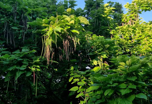 Stock image It is a low tree, with large leaves. The heart-shaped leaves are light to medium green. The tree maintains a broadly spherical, compact crown, an alley in the city park by the road