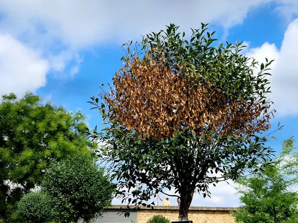 stock image low tree comes from the family Rosaceae - pink and the genus Prunus. cumin and forms a dense spherical crown. The leaves are small, glossy and in autumn they turn yellow-orange and red.