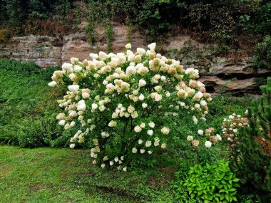 Koyu gri beton çit boyunca bir sıra, yol kenarında beyaz çiçekli ortanca çalıları büyür.
