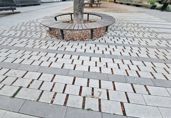 stock image  path in the city to the promenade is paved under the roots of the tree with a permeable pavement with joints where it can breathe and soak under the surface when it rains, airy