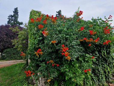 Trompet Vine yaz ortasından yaz sonuna kadar açan zengin, turuncu kırmızı çiçekler sunar. Büyümek için yeri olan bir yere dikin. Ağaç, çit ve duvarları kaplamak için mükemmel.