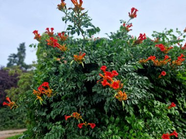 Trompet Vine yaz ortasından yaz sonuna kadar açan zengin, turuncu kırmızı çiçekler sunar. Büyümek için yeri olan bir yere dikin. Ağaç, çit ve duvarları kaplamak için mükemmel.