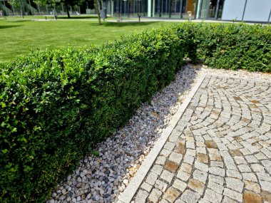 Boxwood çitlerinden yapılmış tarihi bir bahçede kesilmiş çiçek tarhı kareleri. Kalenin avlusu kaldırım taşı patika yolu boyunca donmuş buz sıraları, kar yeşil çimenler sarmaşık, sarmaşık, sarmaşık, sarmaşık, üst