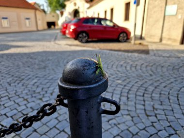 Ancak tüm Mantodea 'nın avını yakalamak ve yakalamak için büyük ölçüde büyümüş ve adapte olmuş ön ayakları vardır; dik duruş, ön kolları katlanmış olarak kalırken,