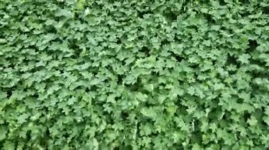 Eski bahçedeki uzun ömürlü örtüler erozyona karşı yamacın yüzeyini kaplıyor. Ağaçların altındaki gölgedeki yeşil yaprak döken orman. Eğik dolgu düzeniyle metal kafes çitleme. 