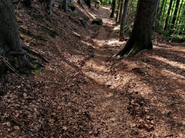 Ormanda çocuk evlerinin inşaatı. Ladin Ormanı su erozyonuyla tehdit altında. Yol bir nehir yatağı olur ve yapraklar materyalin vahşi doğasına tanıklık eder.
